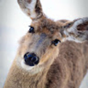 Meet your Posher, She